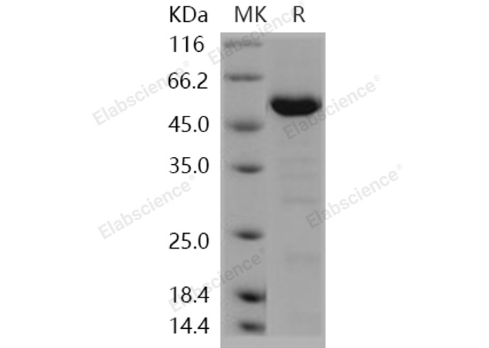 Валидация Elabscience PKSH030998(1811)