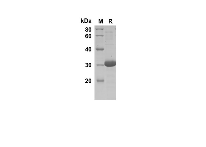 Валидация Elabscience PDEH100528(44)