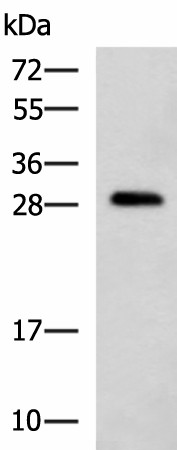 Валидация Elabscience E-AB-53253