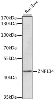 Валидация Elabscience E-AB-66556