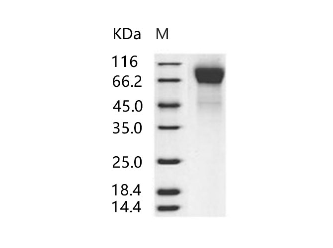 Валидация Elabscience PKSV030233(5996)
