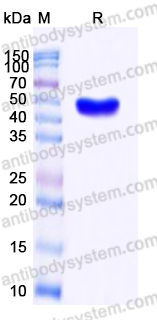 YHD84402, SDS-PAGE