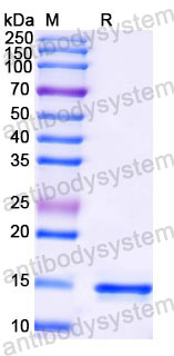 Валидация SDS-PAGE - AntibodySystem RHD07301