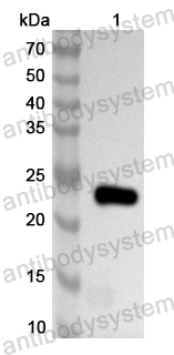 Валидация AntibodySystem PHA73401