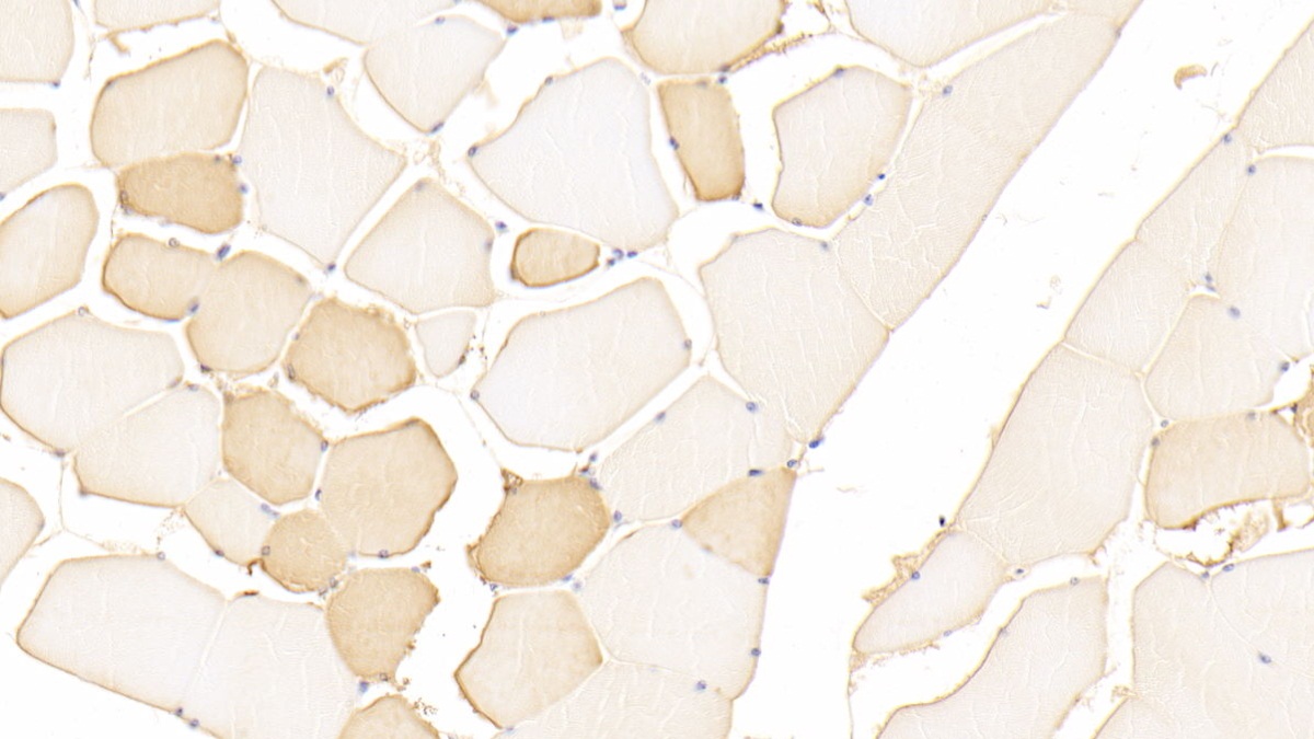 21586