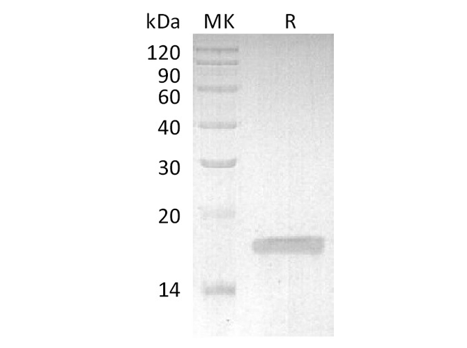 Валидация Elabscience PKSQ050066(5435)