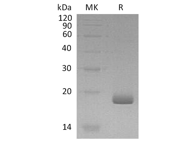 Валидация Elabscience PKSH033618(3904)