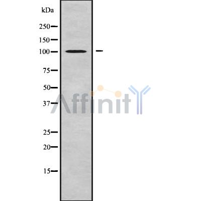 Валидация Affinity DF9291 - 21744