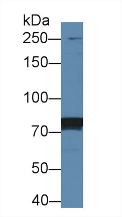 12469