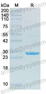 YHN58601, SDS-PAGE