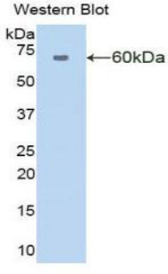 50701
