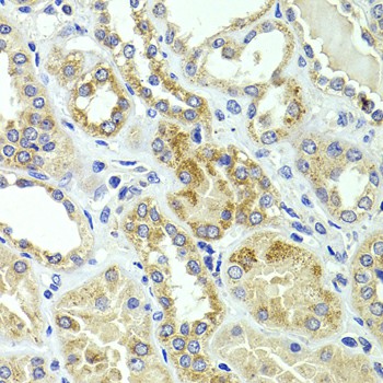 Валидация Elabscience E-AB-62785