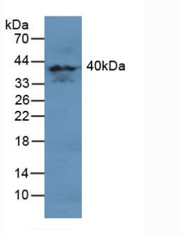 5446