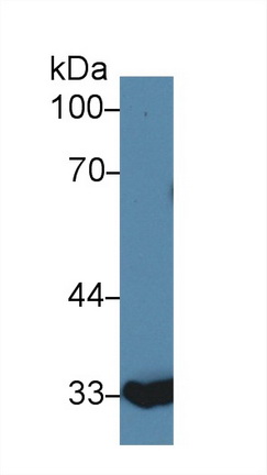 9446