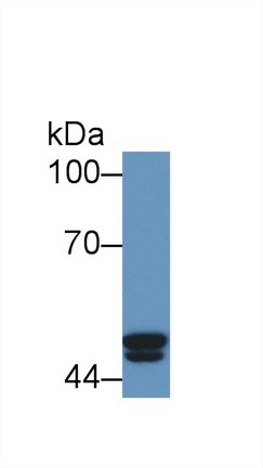12459