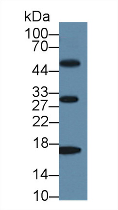 8444