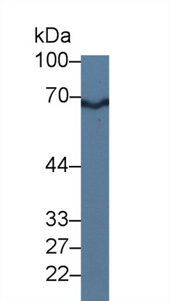 9560