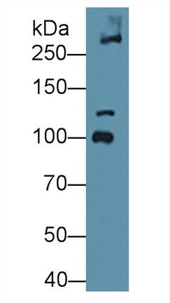 8687