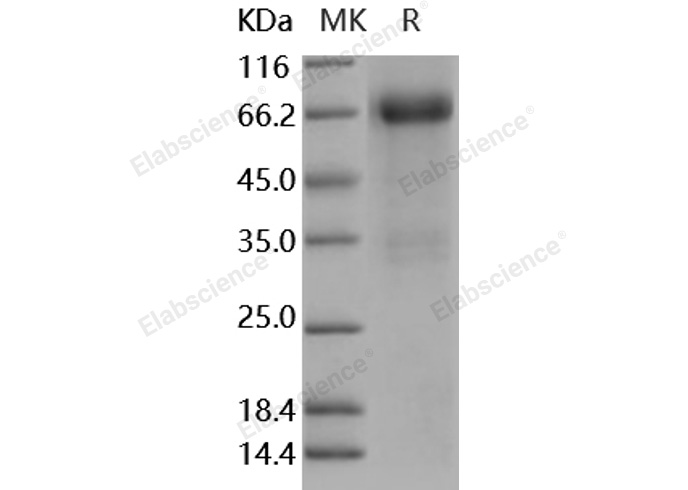 Валидация Elabscience PKSM040895(4847)