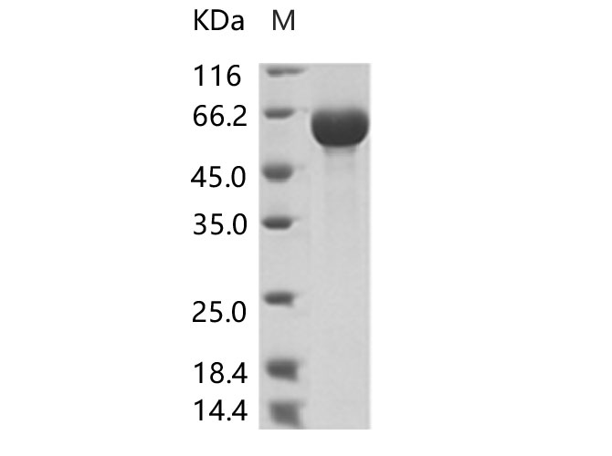 Валидация Elabscience PKSV030117(5894)