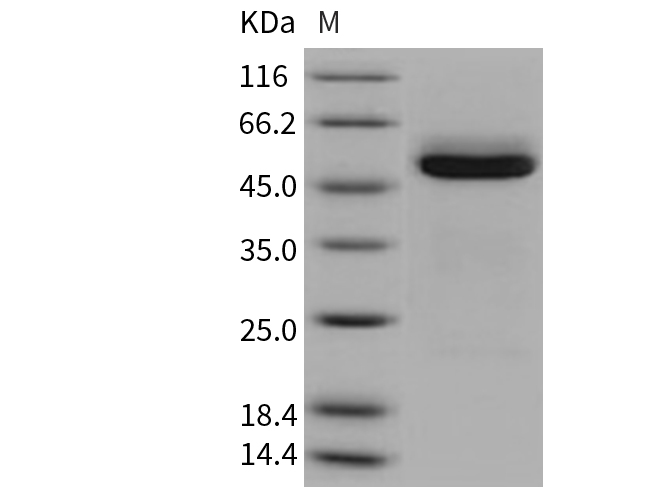 Валидация Elabscience PKSM040722(4698)