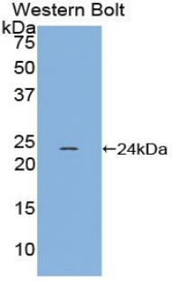 47808