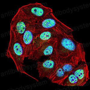 Валидация IF - AntibodySystem RHC29306
