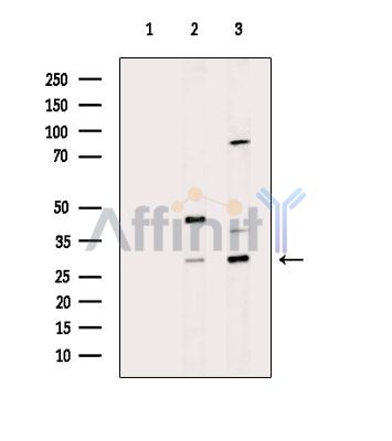 Валидация Affinity DF14547 - 10535