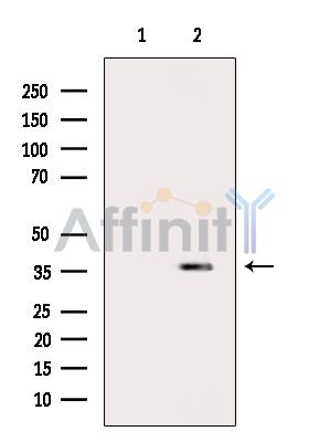 Валидация Affinity DF16070 - 12626