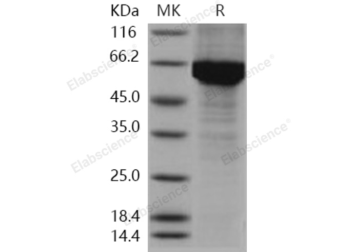 Валидация Elabscience PKSH030303(1245)
