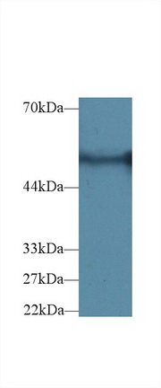 14574