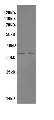 Валидация Elabscience D-AB-10290L