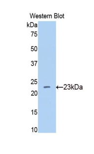 39712
