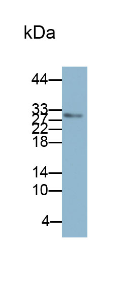 32822