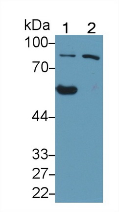 19249