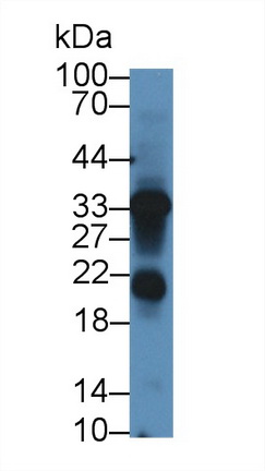 12945