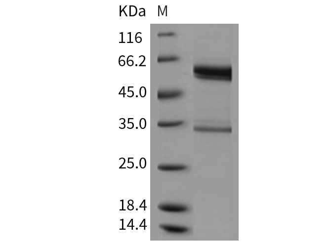 Валидация Elabscience PKSM040444(4441)