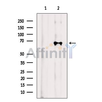 Валидация Affinity DF13686 - 9277