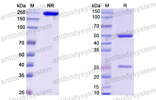 Валидация SDS-PAGE - AntibodySystem DHB87401