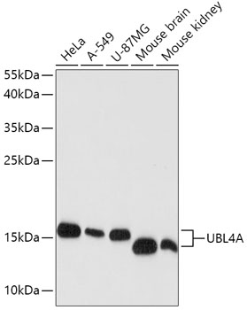 Валидация Elabscience E-AB-65470