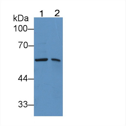 12047