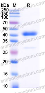 YHP21001, SDS-PAGE