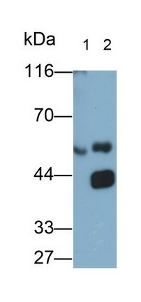 27557