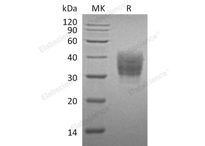 Валидация Elabscience PKSM040807(4771)