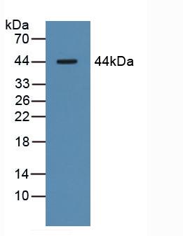 4658