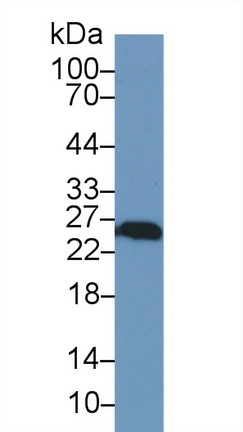 10287