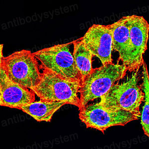 Валидация IF - AntibodySystem RHA32304 (34)