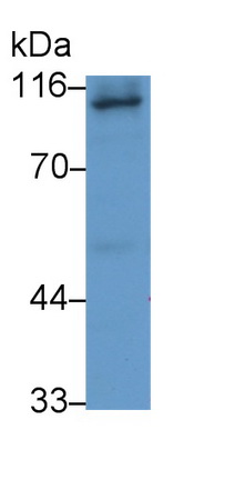 65077