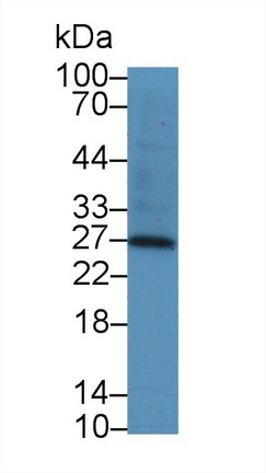 13716