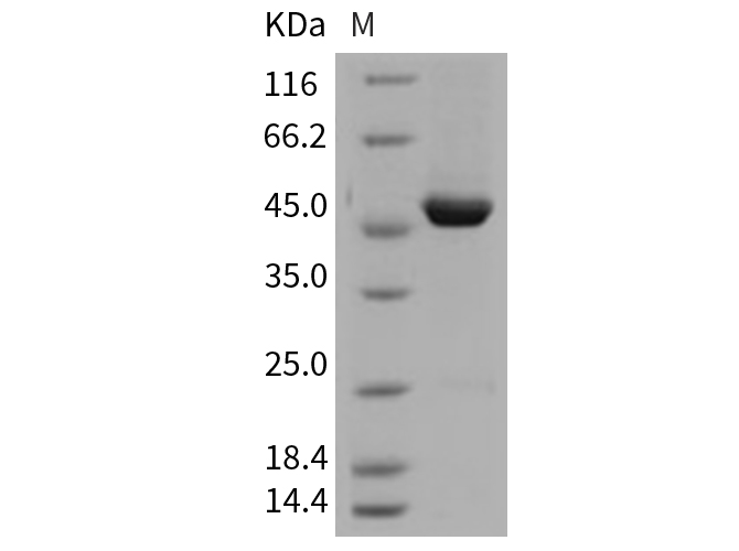 Валидация Elabscience PKSM040748(4720)